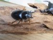 画像4: ☆新成虫☆アンタエウスオオクワガタ（ライチャウ）♂71ミリ♀47ミリペア販売！！ (4)