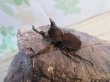 画像1: ☆新成虫☆ベルティペスエボシヒナカブト(コフキカブト)♂♀フリーサイズペア販売！！ (1)