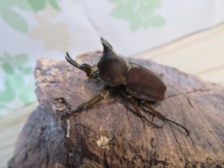 外国産カブトムシ成虫 - 昆虫家