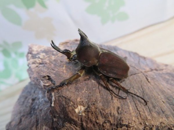 画像1: ☆新成虫☆ベルティペスエボシヒナカブト(コフキカブト)♂♀フリーサイズペア販売！！ (1)