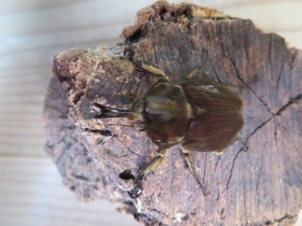 画像2: ☆新成虫☆ベルティペスエボシヒナカブト(コフキカブト)♂♀フリーサイズペア販売！！ (2)