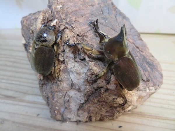 画像5: ☆新成虫☆ベルティペスエボシヒナカブト(コフキカブト)♂♀フリーサイズペア販売！！ (5)
