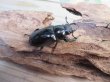 画像4: ☆新成虫☆ギラファノコギリクワガタ（亜種ティモレンシス）♂74ミリ♀43ミリRRペア販売！！ (4)
