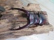 画像2: ☆サバ産☆マンディブラリスフタマタクワガタ（赤マンディ）♂88ミリ♀45ミリ新成虫ペア販売！！ (2)