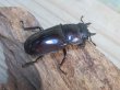 画像4: ☆サバ産☆マンディブラリスフタマタクワガタ（赤マンディ）♂88ミリ♀45ミリ新成虫ペア販売！！ (4)