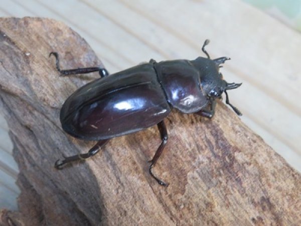 画像4: ☆サバ産☆マンディブラリスフタマタクワガタ（赤マンディ）♂88ミリ♀45ミリ新成虫ペア販売！！ (4)