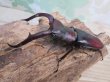 画像1: ☆サバ産☆マンディブラリスフタマタクワガタ（赤マンディ）♂88ミリ♀45ミリ新成虫ペア販売！！ (1)