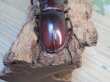 画像3: ☆サバ産☆マンディブラリスフタマタクワガタ（赤マンディ）♂88ミリ♀45ミリ新成虫ペア販売！！ (3)