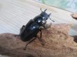 画像4: ☆新成虫☆ギラファノコギリクワガタ（亜種ニシカワイ）♂89ミリ♀48ミリペア販売！！ (4)