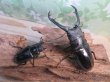 画像5: ☆新成虫☆ギラファノコギリクワガタ（亜種ニシカワイ）♂89ミリ♀48ミリペア販売！！ (5)
