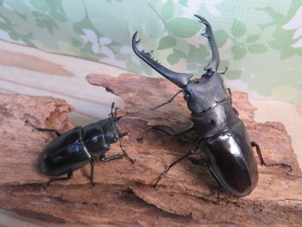 画像5: ☆新成虫☆ギラファノコギリクワガタ（亜種ニシカワイ）♂89ミリ♀48ミリペア販売！！ (5)