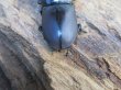 画像3: ☆新成虫☆スツラリスオオクワガタ♂48ミリ♀40ミリペア販売！！ (3)
