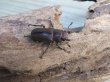 画像4: ☆新成虫☆メタリフェルホソアカクワガタ（サンギレンシス）♂58ミリ♀フリーサイズペア販売！！ (4)