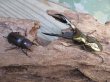 画像5: ☆新成虫☆メタリフェルホソアカクワガタ（サンギレンシス）♂58ミリ♀フリーサイズペア販売！！ (5)