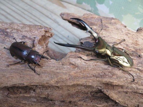 画像5: ☆新成虫☆メタリフェルホソアカクワガタ（サンギレンシス）♂58ミリ♀フリーサイズペア販売！！ (5)
