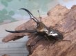 画像1: ☆新成虫☆メタリフェルホソアカクワガタ（サンギレンシス）♂64ミリ♀フリーサイズペア販売！！ (1)