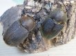 画像4: ☆新成虫☆D.H.ヘラクレス♂108ミリ♀62ミリ＋♀60ミリ計3頭トリオ販売！ (4)