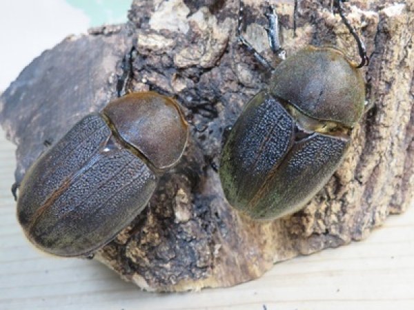画像4: ☆新成虫☆D.H.ヘラクレス♂108ミリ♀62ミリ＋♀60ミリ計3頭トリオ販売！ (4)