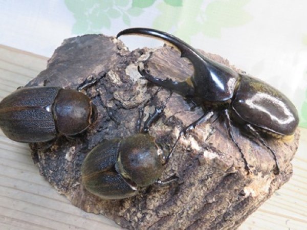 画像5: ☆新成虫☆D.H.ヘラクレス♂108ミリ♀62ミリ＋♀60ミリ計3頭トリオ販売！ (5)