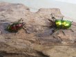 画像5: ☆新成虫☆ラトレイユキンイロクワガタ♂♀（♀レッド）フリーサイズペア販売！！ (5)