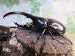画像1: ☆新成虫☆D.H.ヘラクレス♂108ミリ♀62ミリ＋♀60ミリ計3頭トリオ販売！ (1)