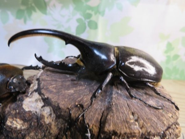 画像1: ☆新成虫☆D.H.ヘラクレス♂108ミリ♀62ミリ＋♀60ミリ計3頭トリオ販売！ (1)