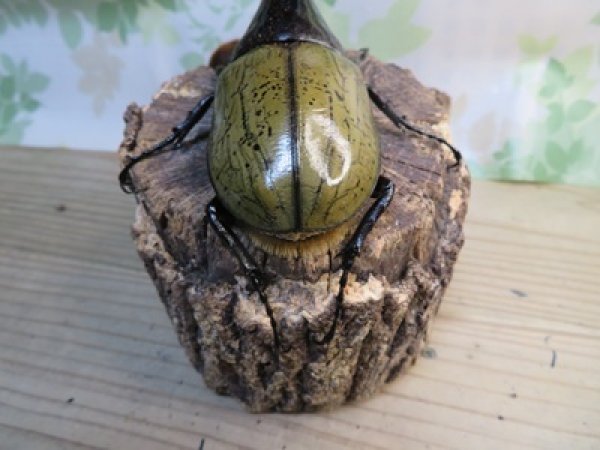 画像3: ☆新成虫☆D.H.ヘラクレス♂133ミリ♀65ミリ＋♀64ミリ計3頭トリオ販売！ (3)