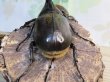 画像3: ☆新成虫☆D.H.ヘラクレス♂108ミリ♀62ミリ＋♀60ミリ計3頭トリオ販売！ (3)