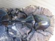 画像2: ☆新成虫☆D.H.ヘラクレス♂108ミリ♀62ミリ＋♀60ミリ計3頭トリオ販売！ (2)