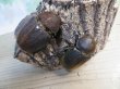 画像4: ☆新成虫☆D.H.ヘラクレス♂133ミリ♀65ミリ＋♀64ミリ計3頭トリオ販売！ (4)