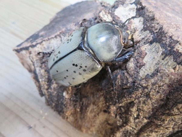画像4: ☆新成虫☆グラントシロカブト♂59ミリ♀49ミリペア販売！！ (4)