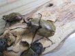 画像2: ☆スラウェシ亜種☆サビイロカブト♂38ミリ♀フリーサイズ新成虫ペア販売！！ (2)