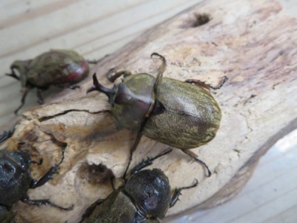 画像2: ☆スラウェシ亜種☆サビイロカブト♂38ミリ♀フリーサイズ新成虫ペア販売！！ (2)