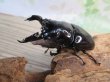 画像1: ☆即ブリ☆レギウスオオツヤクワガタ♂75ミリ♀48ミリペア販売！！ (1)