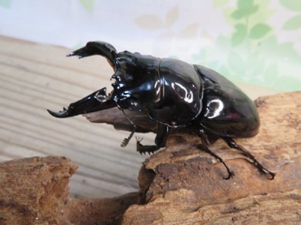 画像1: ☆即ブリ☆レギウスオオツヤクワガタ♂75ミリ♀48ミリペア販売！！ (1)