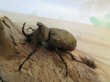画像1: ☆スラウェシ亜種☆サビイロカブト♂38ミリ♀フリーサイズ新成虫ペア販売！！ (1)
