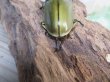 画像3: 美麗種☆大型新成虫☆ババオウゴンオニクワガタ♂74ミリ♀43ミリペア販売！！ (3)