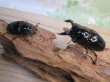 画像5: ☆即ブリ☆レギウスオオツヤクワガタ♂75ミリ♀48ミリペア販売！！ (5)