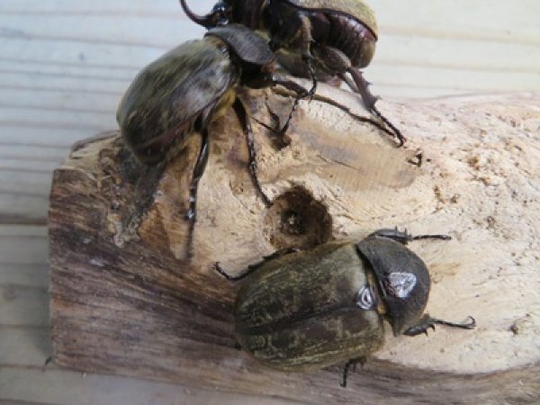 画像3: ☆スラウェシ亜種☆サビイロカブト♂38ミリ♀フリーサイズ新成虫ペア販売！！ (3)