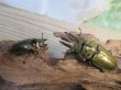画像5: 美麗種☆大型新成虫☆ババオウゴンオニクワガタ♂74ミリ♀43ミリペア販売！！ (5)