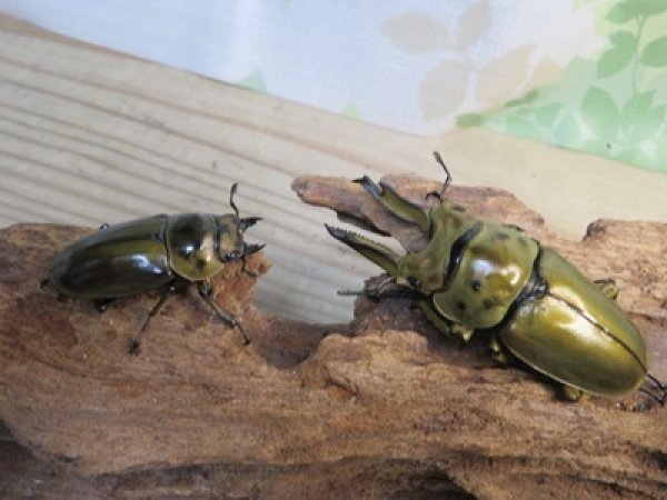 画像5: 美麗種☆大型新成虫☆ババオウゴンオニクワガタ♂74ミリ♀43ミリペア販売！！ (5)