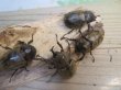 画像4: ☆スラウェシ亜種☆サビイロカブト♂38ミリ♀フリーサイズ新成虫ペア販売！！ (4)