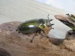 画像4: 美麗種☆大型新成虫☆ババオウゴンオニクワガタ♂74ミリ♀43ミリペア販売！！ (4)
