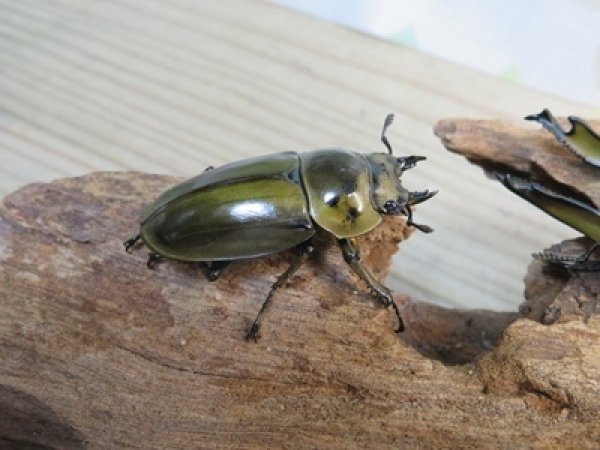 画像4: 美麗種☆大型新成虫☆ババオウゴンオニクワガタ♂74ミリ♀43ミリペア販売！！ (4)