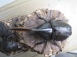 画像2: ☆新成虫☆D.H.オキシデンタリス♂113ミリ♀66ミリペア販売！！ (2)