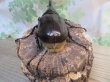 画像3: ☆新成虫no.1☆D.H.ヘラクレス♂124ミリ♀65ミリ前後ペア＋♀65ミリ前後の計3頭トリオ販売！！ (3)