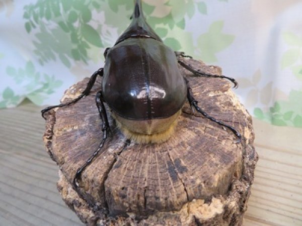画像3: ☆新成虫no.1☆D.H.ヘラクレス♂124ミリ♀65ミリ前後ペア＋♀65ミリ前後の計3頭トリオ販売！！ (3)