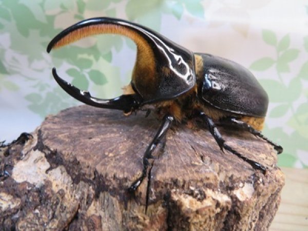 画像1: ☆人気種☆サタンオオカブト♂99ミリ♀67ミリ新成虫ペア販売！！ (1)