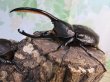 画像1: ☆新成虫☆D.H.オキシデンタリス♂116ミリ♀66ミリペア販売！！ (1)