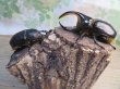 画像5: ☆人気種☆サタンオオカブト♂99ミリ♀67ミリ新成虫ペア販売！！ (5)